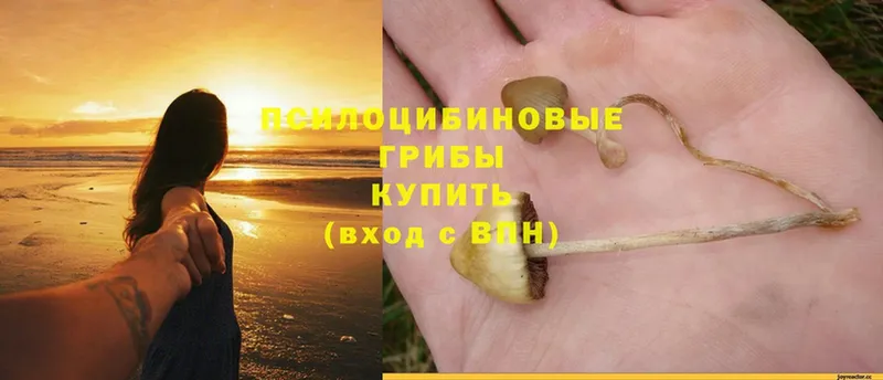 ОМГ ОМГ вход  Зуевка  Галлюциногенные грибы GOLDEN TEACHER 